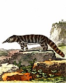 Egyptian mongoose, 19th Century illustration
