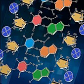 DNA nucleotide bases, illustration