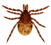 Female Lyme disease tick, light micrograph