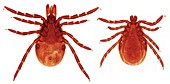 Male and female Lyme disease ticks, light micrograph