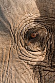 African elephant's eye