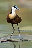 African jacana on lily pad