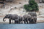 African elephants on the Chobe river bank
