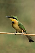 Little bee-eater