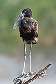 African openbill stork