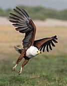 African fish eagle