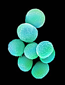 Staphylococcus aureus bacteria, SEM