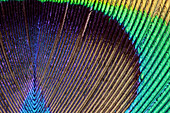 Peacock feather, macrophotograph