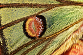 Spanish moon moth eyespot, macrophotograph