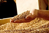 Grain being ground in a mill