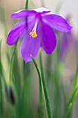 Douglas' olsynium (Olsynium douglasii)