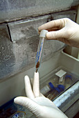Prehistoric specimen being prepared for DNA test