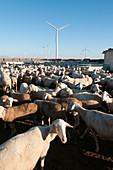 Sheep and wind turbines