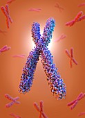 Chromosome, illustration