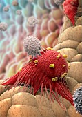 T-lymphocytes, illustration