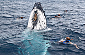 Swimming with a humpback whale