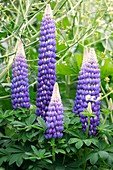 Lupin (Lupinus 'Gallery Blue')