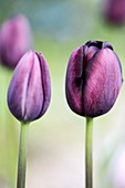 Tulip (Tulipa 'Queen of the Night')
