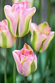 Tulip (Tulipa 'Groenland')