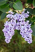 Lilac (Syringa vulgaris 'Condorcet')