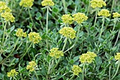 Sulphur Buckwheat (Eriogonum umbellatum)