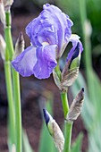 Iris sp