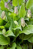 Orchid (Cypripedium fasciolatum)