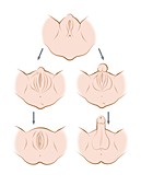 Human genital development, illustration