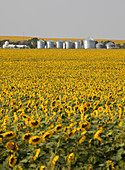 Sunflower field, South Dakota, USA