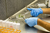 National Laboratory for Genetic Resources Preservation, USA