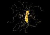 Clostridium difficile, illustration