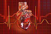 Heart with coronary vessels and ECG, illustration