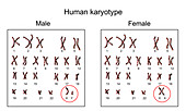 Human chromosomes, male vs female karyotype, illustration