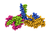 Kinesin motor protein dimer, illustration