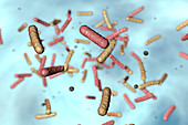 Bacteria in water, illustration