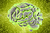 Human brain, illustration