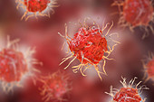 Dendritic cells, illustration