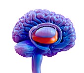 Brain thalamus, illustration