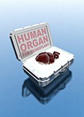 Human heart in transplant box, illustration