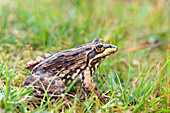 Cape river frog