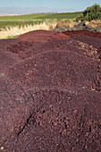 Grape skins being used as compost