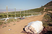 Grape vines covered with netting
