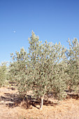 Olive trees, near Riebeek Kasteel