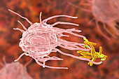 Macrophage engulfing tuberculosis bacteria, illustration