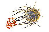 Macrophage engulfing tuberculosis bacteria, illustration