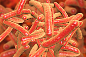Tuberculosis bacteria, illustration