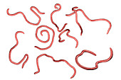 Threadworms, illustration