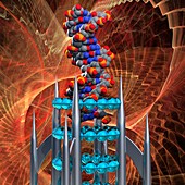 DNA molecule, illustration