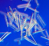 Fresh water pennate diatoms, light micrograph
