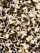 Sprouting black lentils